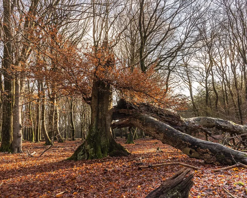 Quando la Natura Entra in Aula: Le Battaglie Legali per la Biodiversità che hanno Riscritto il Diritto Ambientale Italiano