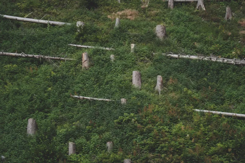 Rimboschimenti sulla Carta: Come le Imprese Aggirano gli Obblighi di Compensazione Ambientale
